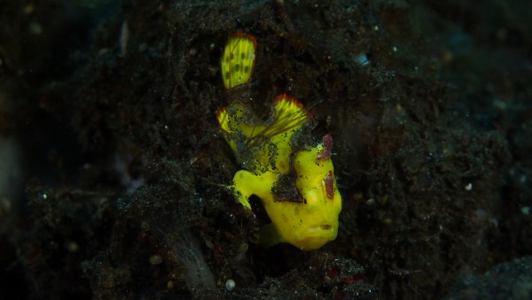 Yellow Frog Fish by Michael Brown